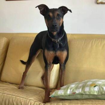 ATINA -  Doberman Pinscher and Mixed Breed Dog for Adoption in San Juan Capistrano, California - ATINA | PetCurious
