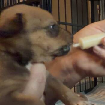 Winter -  Shih Tzu and Pit Bull Terrier Dog for Adoption in Pittsburg, Kansas - Winter | PetCurious