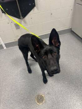 Mixed Breed Dogs Available for Adoption in Sevierville, Tennessee - Nova | PetCurious