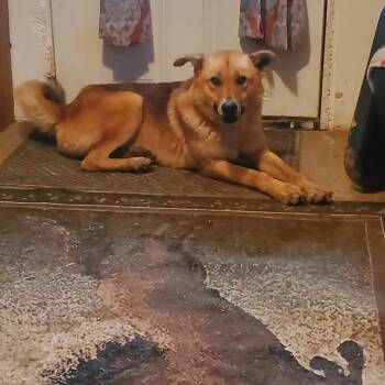 Rescue German Shepherd Dog Dogs for Adoption in Campton, Kentucky - Jake | PetCurious