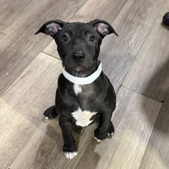 Brooks -  Mixed Breed Dog for Adoption in Wappingers Falls, New York - Brooks | PetCurious