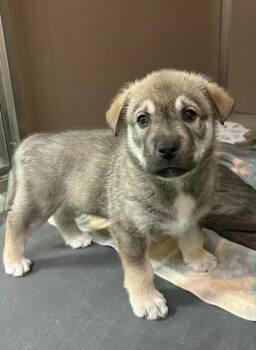 Cash -  Shepherd and Husky Dog for Adoption in Calgary, Alberta - Cash | PetCurious