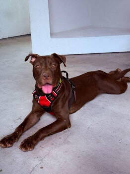 Rescue Pit Bull Terrier Dogs for Adoption in Ocean Township, New Jersey - Colter- The Spirit Of The Young And The Free | PetCurious