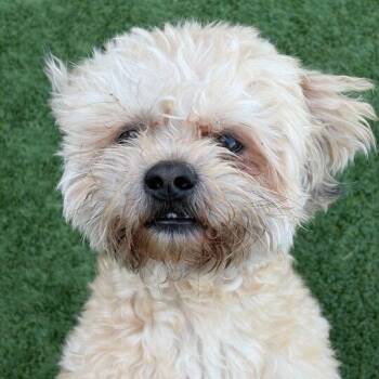 Mixed Breed Dogs Available for Adoption in Matteson, Illinois - Bill Nye The Science Guy | PetCurious