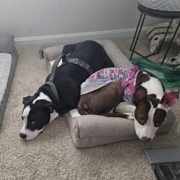 Pit Bull Terrier and Mixed Breed Dogs Available for Adoption in Georgetown, Kentucky - Jazzy | PetCurious