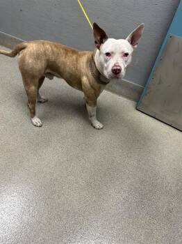 TADPOLE -  Pit Bull Terrier Dog for Adoption in Las Vegas, Nevada - TADPOLE | PetCurious