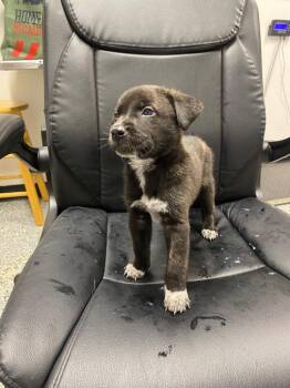 German Shepherd Dog and Mixed Breed Dogs Available for Adoption in Kemp, Texas - Finn | PetCurious