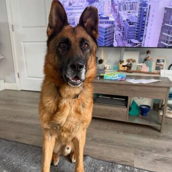 German Shepherd Dog Dogs Available for Adoption in San Diego, California - Graff | PetCurious