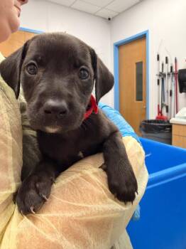Birdie (Bx11) -  Labrador Retriever and Golden Retriever Dog for Adoption in Hartsville, South Carolina - Birdie (Bx11) | PetCurious