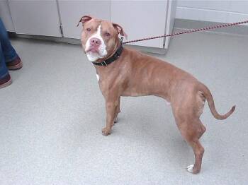 Bull Terrier and Mixed Breed Dogs Available for Adoption in Omaha, Nebraska - APOLLO | PetCurious