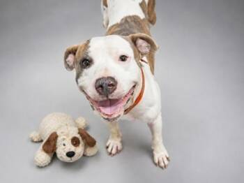 MarshMallow -  Pit Bull Terrier and Mixed Breed Dog for Adoption in Bowling Green, Kentucky - MarshMallow | PetCurious