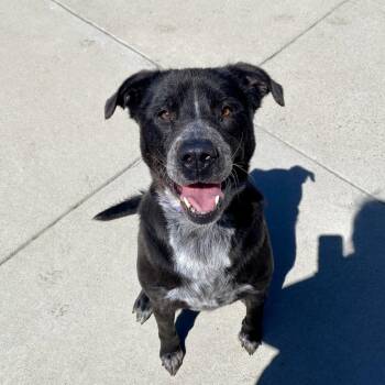 Mixed Breed Dogs Available for Adoption in Cheyenne, Wyoming - Juniper | PetCurious