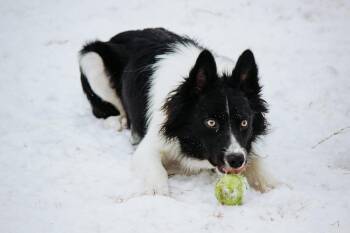 Rescue Border Collie Dogs for Adoption in Lucas, Texas - Quinn #876 | PetCurious