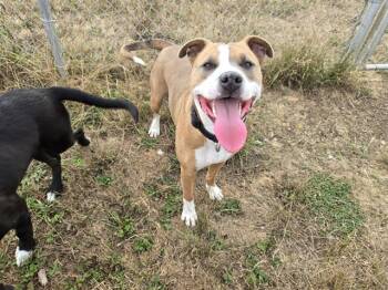 Rescue Pit Bull Terrier and Mixed Breed Dogs for Adoption in Mckinleyville, California - GLORIA | PetCurious