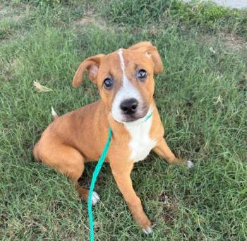 Rescue Mountain Cur Dogs for Adoption in Cumby, Texas - Lil Sis | PetCurious