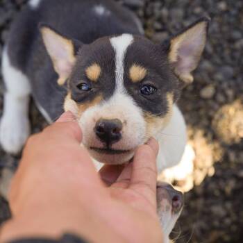 Willie -  Mixed Breed Dog Available for Adoption in Spanish Fork, Utah - Willie | PetCurious