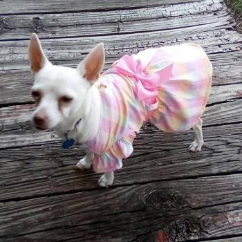 Chihuahua Dogs Available for Adoption in Kaufman, Texas - PRINCESS Is Only 8 Pounds | PetCurious