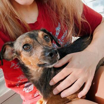 Daisy -  Chihuahua and Mixed Breed Dog for Adoption in Boone, Iowa - Daisy | PetCurious