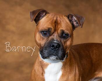 Boxer Dogs Available for Adoption in Somerset, Pennsylvania - Barney  | PetCurious