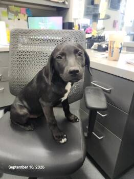 Nora -  Labrador Retriever and Mixed Breed Dog for Adoption in Sapulpa, Oklahoma - Nora | PetCurious