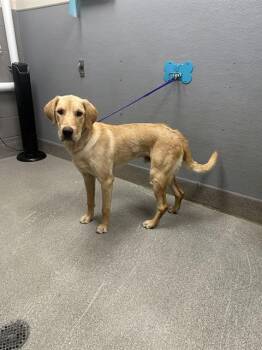 GOLDEN BOY -  Labrador Retriever Dog for Adoption in Las Vegas, Nevada - GOLDEN BOY | PetCurious