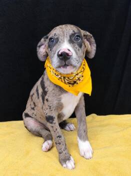 Diesel -  Catahoula Leopard Dog Dog for Adoption in Mount Laurel Township, New Jersey - Diesel | PetCurious