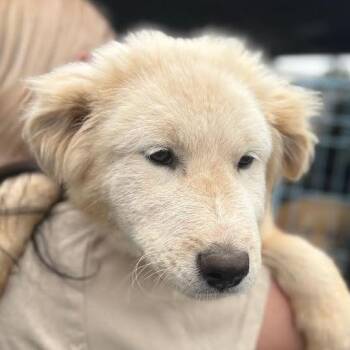 Great Pyrenees and Mixed Breed Dogs Available for Adoption in Marshall, Texas - Billy | PetCurious
