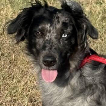 Jax — Your Happy, Social Aussie/Border Collie Mix -  Australian Shepherd and Border Collie Dog for Adoption in Houston, Texas - Jax — Your Happy, Social Aussie/Border Collie Mix | PetCurious