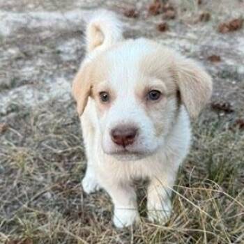 Cabaret -  Great Pyrenees Dog for Adoption in Denver, Colorado - Cabaret | PetCurious