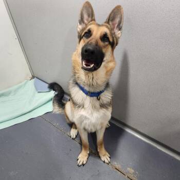 German Shepherd Dog Dogs Available for Adoption - Cedar | PetCurious