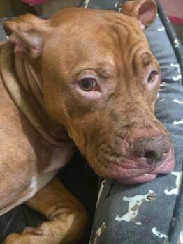Dexter -  Bulldog Dog for Adoption in Yukon, Oklahoma - Dexter | PetCurious