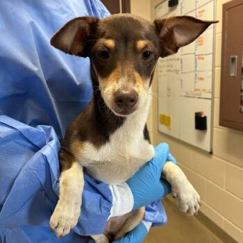 Peligrosa -  Chihuahua and Mixed Breed Dog for Adoption in San Antonio, Texas - Peligrosa | PetCurious