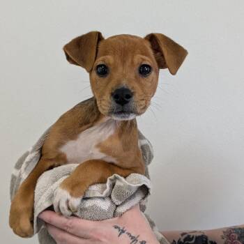 Mixed Breed Dogs Available for Adoption - Tilly | PetCurious