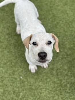 CUCUMBER -  German Shorthaired Pointer and Mixed Breed Dog for Adoption in Dedham, Massachusetts - CUCUMBER | PetCurious