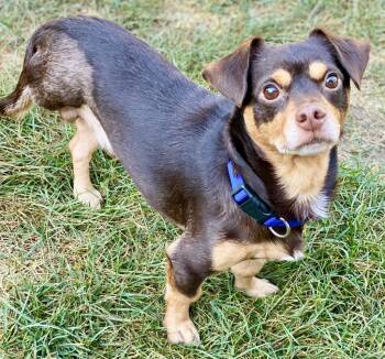 Rescue Chihuahua and Mixed Breed Dogs for Adoption in Urbandale, Iowa - Legend (Bonded With Prince) | PetCurious