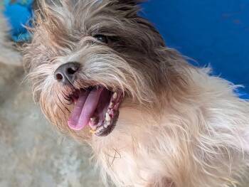 Pappy -  Shih Tzu Dog for Adoption in Palmhurst, Texas - Pappy | PetCurious