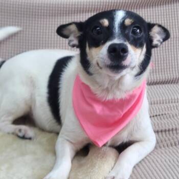 Chihuahua Dogs Available for Adoption in Manchester, New Hampshire - Madame The Mammoth In NH. Come Meet Our Adoptable Dogs Wednesday | PetCurious