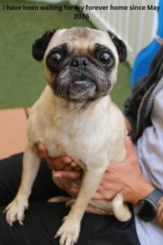 Muriel -  Pug Dog Available for Adoption in Gardena, California - Muriel | PetCurious