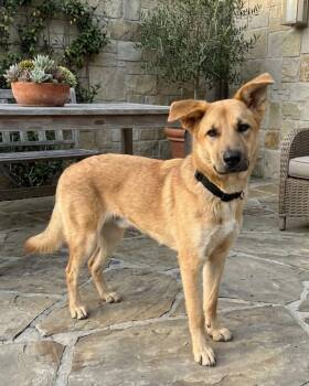 Golden Retriever and Shepherd Dogs Available for Adoption - **GAMER** | PetCurious