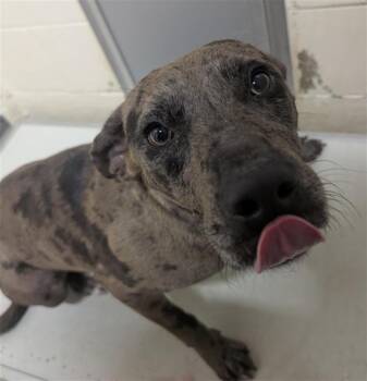 Catahoula Leopard Dog and Mixed Breed Dogs Available for Adoption - PRESLEY | PetCurious