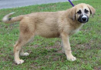 Great Pyrenees Dogs Available for Adoption in Prattville, Alabama - Abilene 43494 | PetCurious