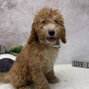 Cantaloupe -  Poodle and Mixed Breed Dog for Adoption in Madison, Wisconsin - Cantaloupe | PetCurious
