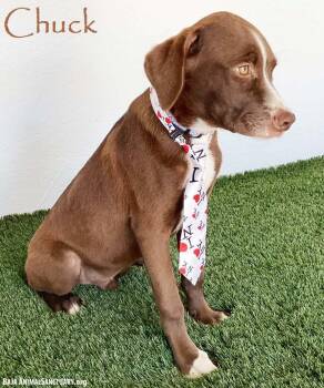 Chuck -  Boxer and Chocolate Labrador Retriever Dog for Adoption in San Diego, California - Chuck | PetCurious