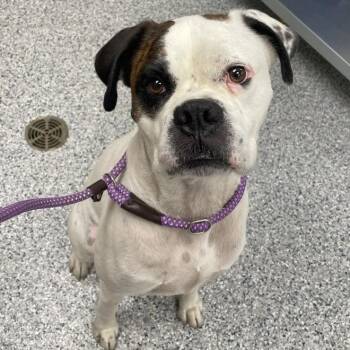 D-O-G -  Boxer Dog for Adoption in Chicago, Illinois - D-O-G | PetCurious