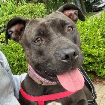 Juniper -  American Bully Dog for Adoption in Blue Island, Illinois - Juniper | PetCurious