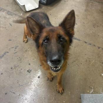 Granny Mae -  German Shepherd Dog Dog for Adoption in Corbin, Kentucky - Granny Mae | PetCurious