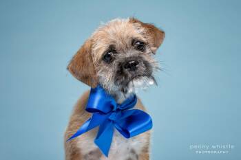 Border Terrier and Brussels Griffon Dogs Available for Adoption in Coppell, Texas - Nemo | PetCurious