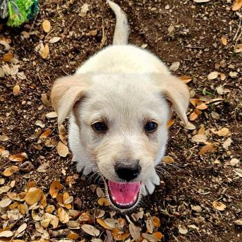 Shepherd Dogs Available for Adoption - MONSOON | PetCurious