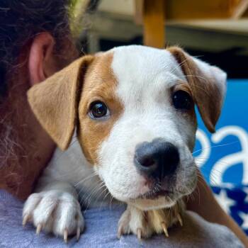 Uncle Iroh -  Mixed Breed Dog for Adoption in Decatur, Georgia - Uncle Iroh | PetCurious