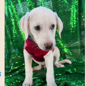 Vadhir -  Yellow Labrador Retriever Dog for Adoption in Englewood, Florida - Vadhir | PetCurious